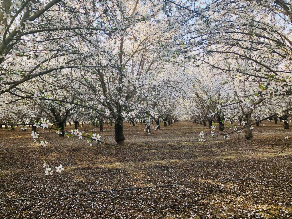 photo26 Del Bosque Farms