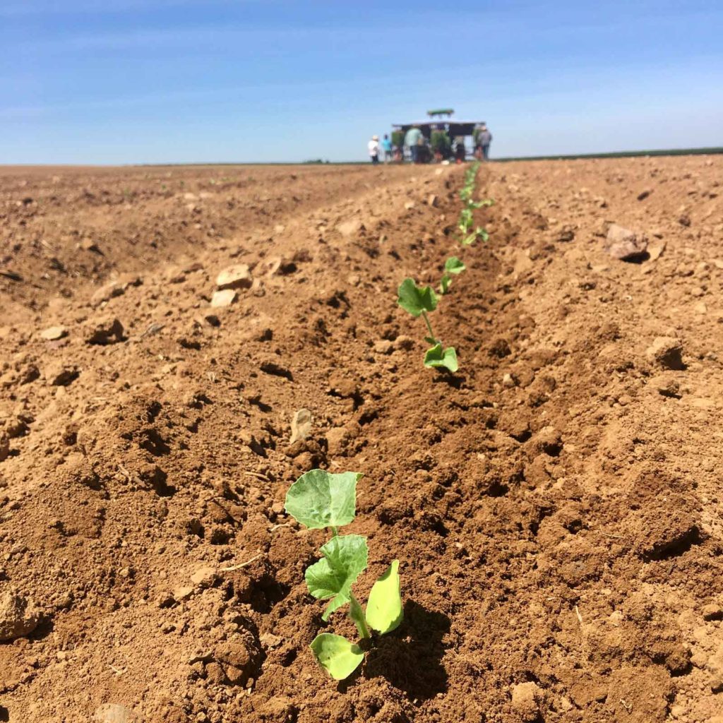 photo12 Del Bosque Farms