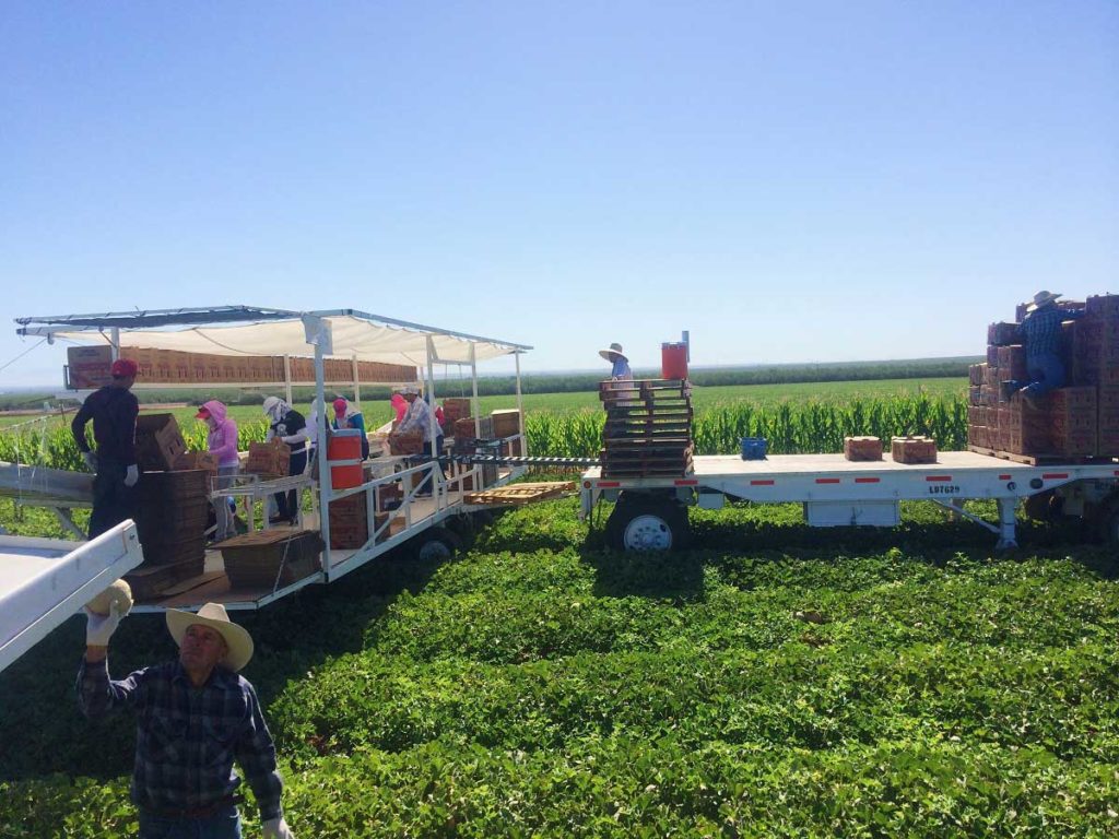 Our People Del Bosque Farms