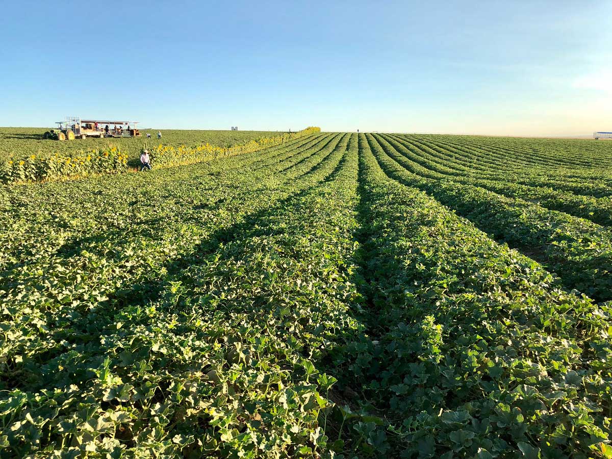 Land & Water Del Bosque Farms