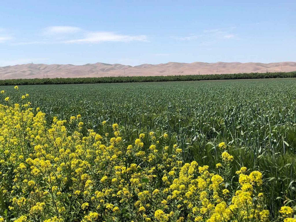 photo22 Del Bosque Farms