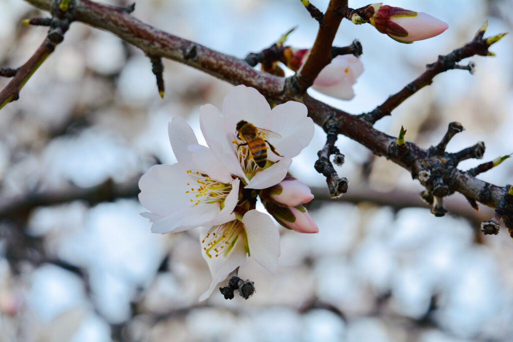 photo17 Del Bosque Farms