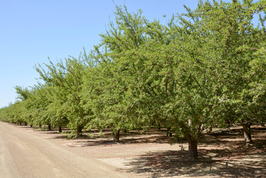 photo19 Del Bosque Farms