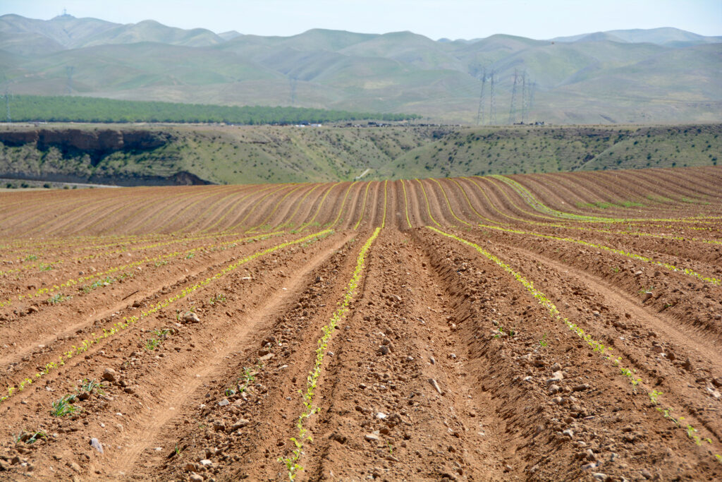 photo18 Del Bosque Farms